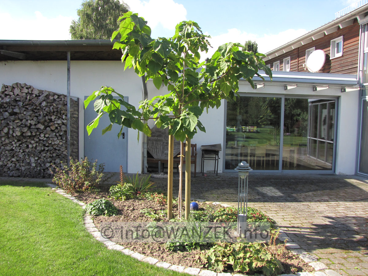 Paulownia tomentosa Jungbaum.JPG